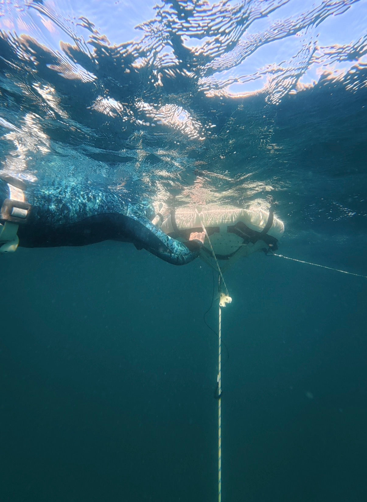 Freedive Line Training: Nelson Bay